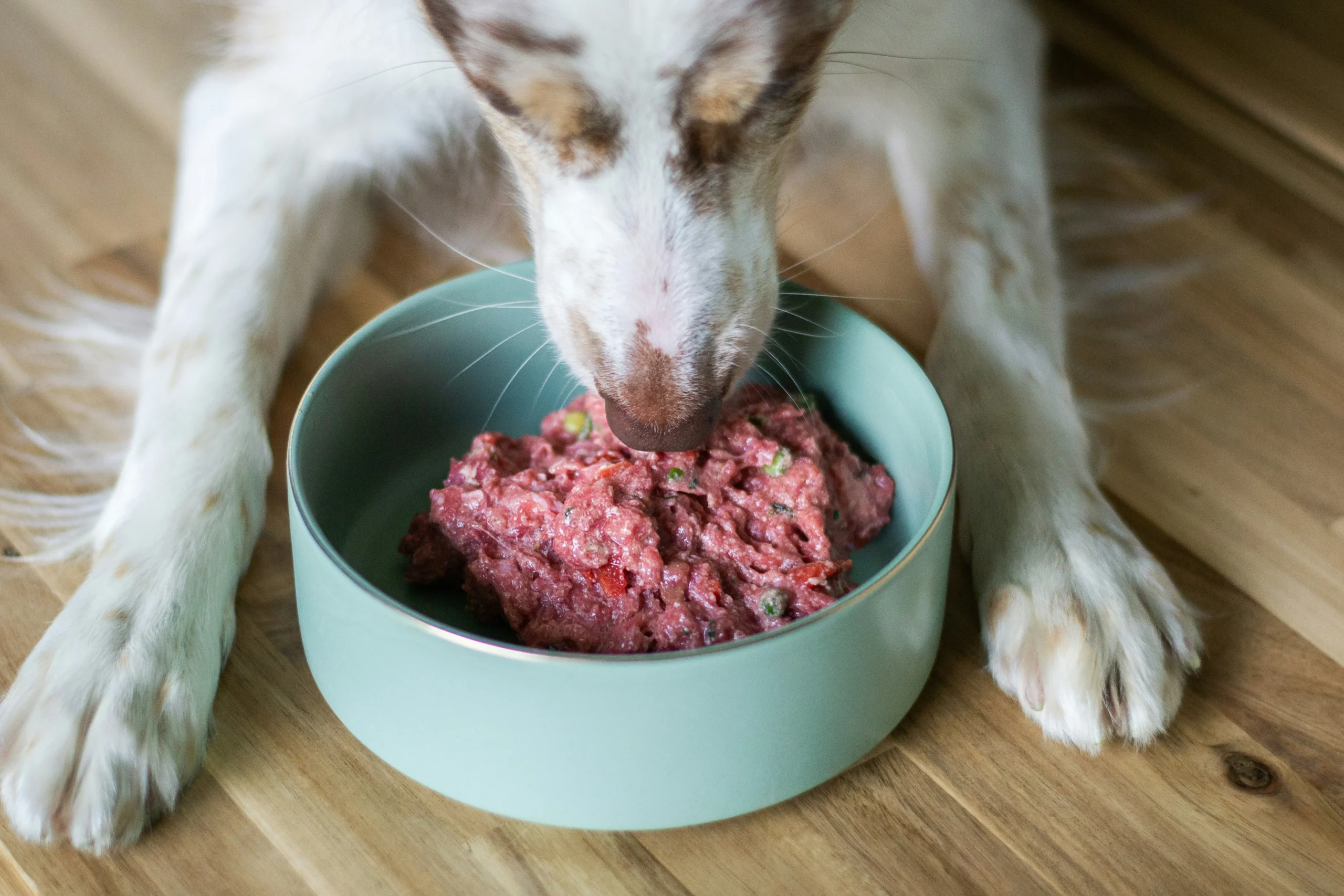 homemade dog food recipes​