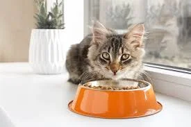 pet food recall