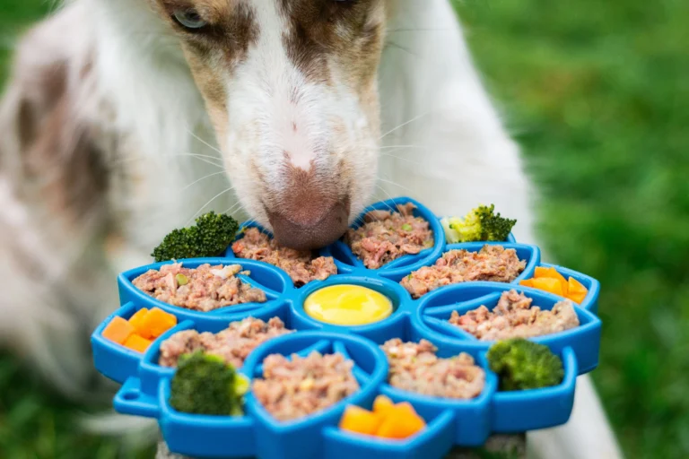 raw dog food diet recipes​